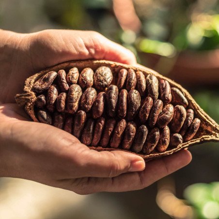 Fèves de Cacao de Colombie...