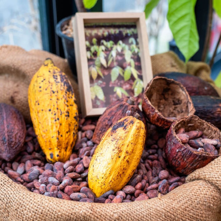 Fèves de Cacao du Nicaragua...